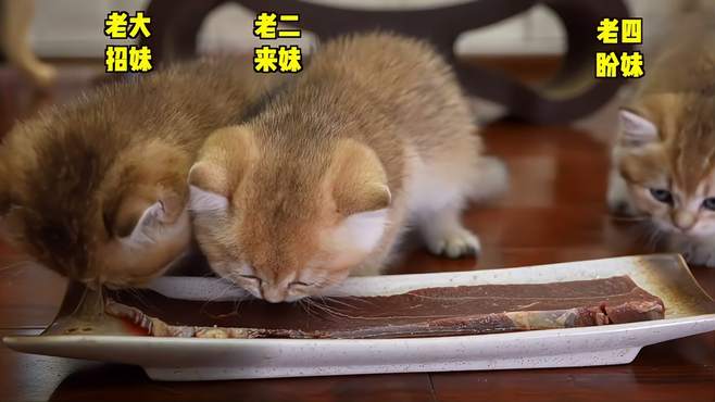 一小片牛肉，送走4只小猫咪