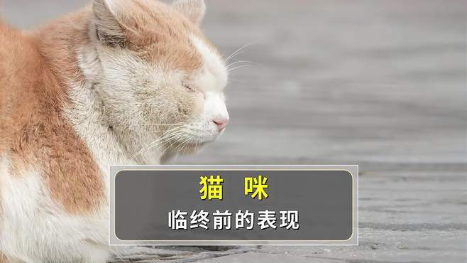 猫咪出现这几种行为，说明它可能活不久了！