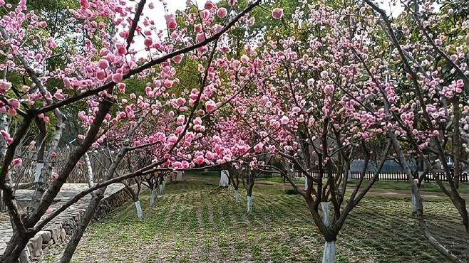 漫步在绿树成荫和茂盛的花园里