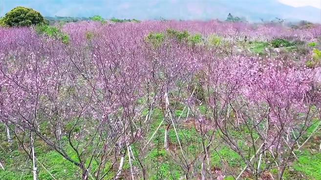 广州的“后花园”，樱花已全部盛开，美成仙境，却无人来赏