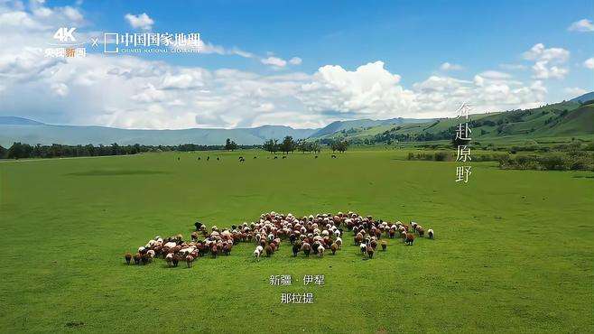 【看着就凉快！ 最适合在高温天看的视频 】夏日走过山间，草木乘风协奏。森林、原野、花海，好美！今日小暑，分享美景！ 夏日明媚瞬间合集