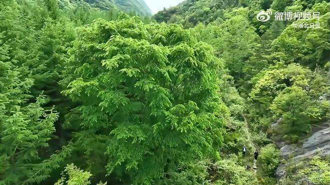 钟情湖北好玩一夏  盛夏时节，湖北三峡万朝山自然保护区绿树葱茏。阵阵微风拂过，满山绿意尽染。（湖北日报） 九头鸟文旅创意