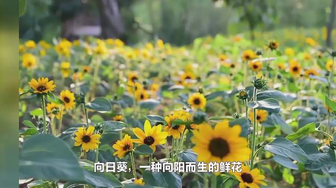 夏季赏花就看向日葵！5个“向日葵”花海，好看的不得了