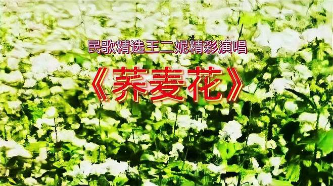 民歌精选王二妮演唱《荞麦花》歌曲旋律优美悦耳动听