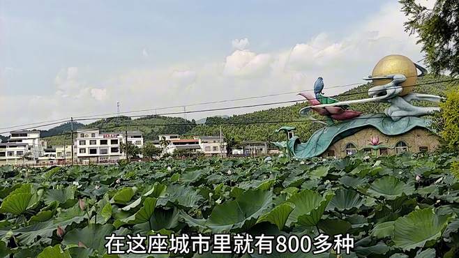 夏季赏荷去哪儿好？到贵港覃塘，还有元宇宙荷花节等你体验