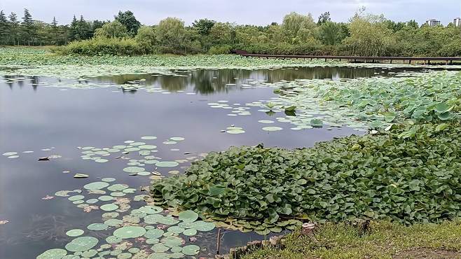 济宁市太白湖湿地池塘里的荷花与睡莲可不少