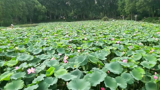 武汉东湖边一处美景，笃行致远，砥砺前行