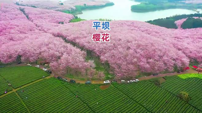 这里不是日本，而是中国贵州平坝，这份专属于贵州的浪漫樱花园