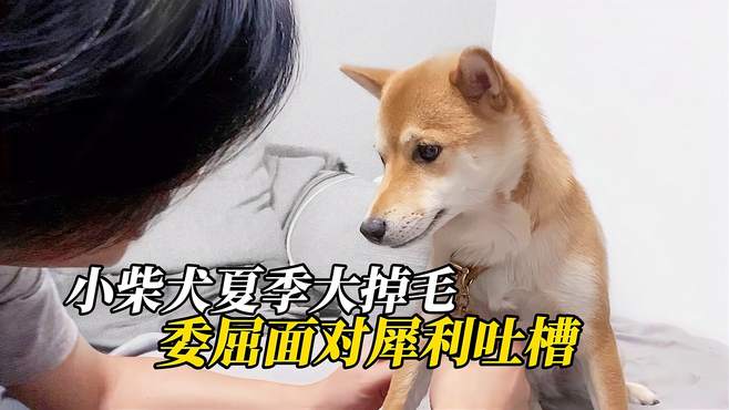 掉毛期被吐槽像只鸡，遇上这样的爸爸，小柴犬实在太委屈