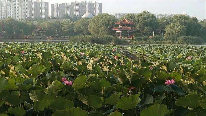 三看我的家乡河北滦南大美北河:莲叶接天无穷碧，留住美好怡人生