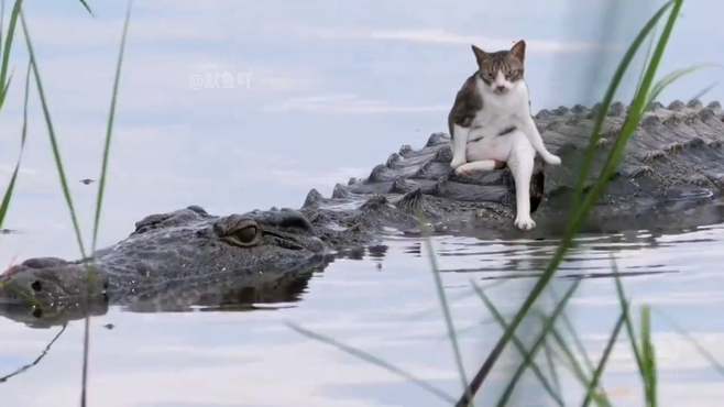 “讨厌没有边界感的猫咪！”