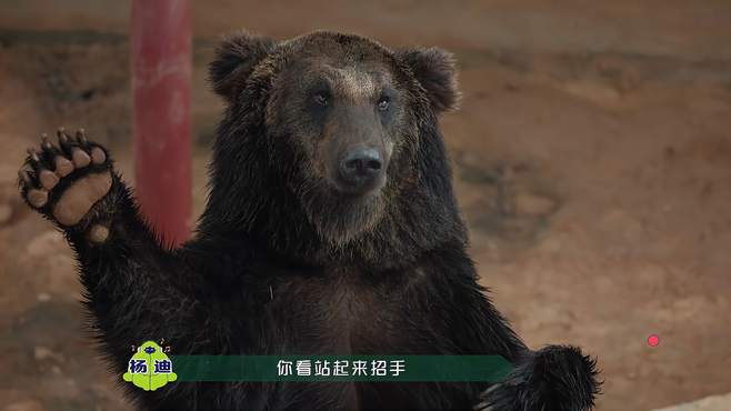 露人们来到熊熊驿站，这熊开始整活了，还会致敬手势丨一起露营吧