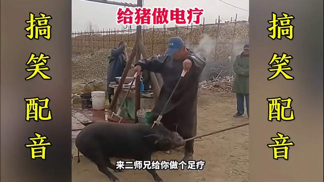 搞笑配音：猪做电疗 一个比一个搞笑