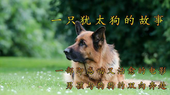 男孩与狗狗的双向奔赴，忠犬护主，既感动又治愈