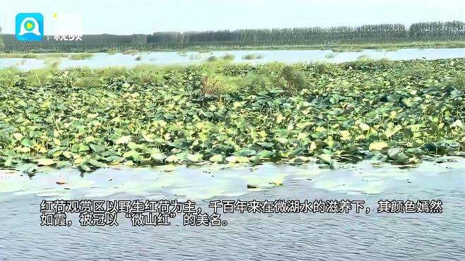 通江达海好“运”来丨微山湖畔“微山红” 滕州13万亩野生红荷湿地观赏区