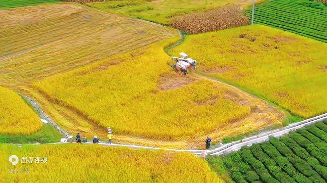 湖北鹤峰：千亩稻谷黄 大地层染金