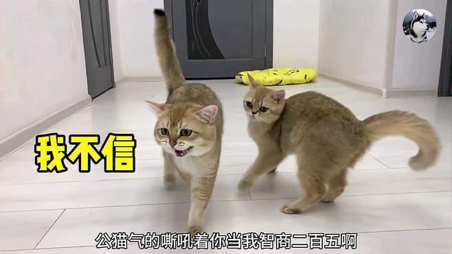 两只橘猫生了只“小黑猫”，丈夫气得要离婚，把酱油当水喝呢？