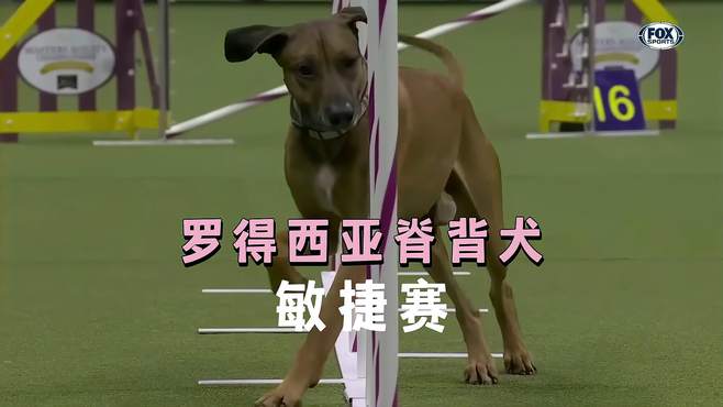 大长腿绕杆都要编在一起了！罗得西亚脊背犬2023西敏寺敏捷大师赛