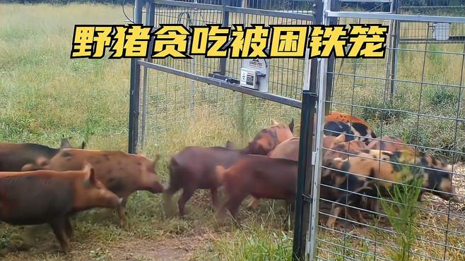 国外野猪泛滥成灾，专家设计美味的陷阱，用铁笼困住野猪