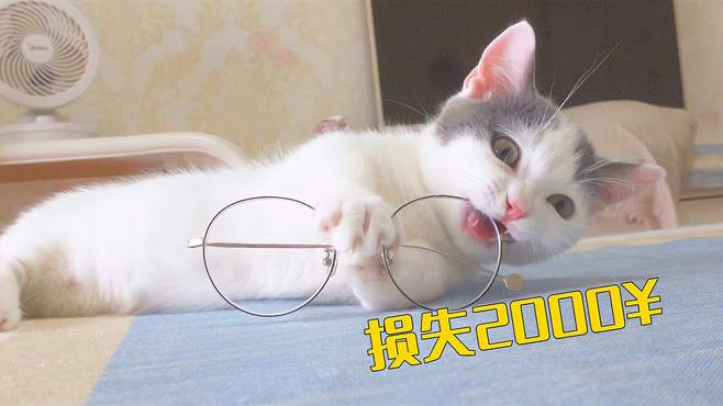 小奶猫爱上拆家，一转头我损失了2000元！