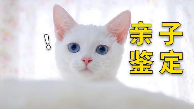 小奶猫的亲子鉴定出来了，找到亲爸爸啦，狗：为什么不是我？