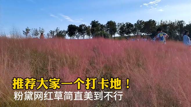 推荐大家一个打卡地！粉黛网红草简直美到不行，郑州博物馆新馆？