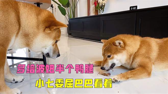 主人多给柴犬波妞半个鸭腿，柴犬小七委屈巴巴地看着它吃