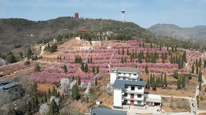 秦岭最美是商洛，金凤山花海公园！