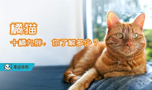 橘猫，十橘九胖，你了解多少？