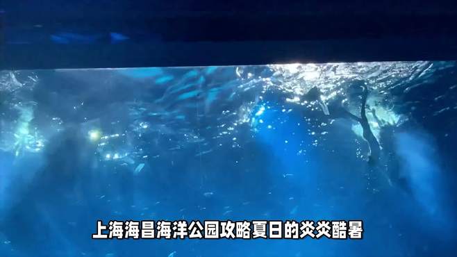 海昌海洋公园：与海洋动物亲密接触！