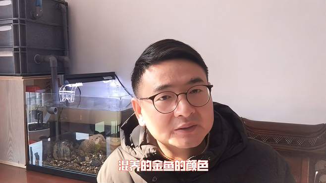 观赏鱼混养有讲究！操作不好，水族鱼缸内变成翻车现场