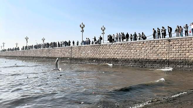 海鸥、栈桥，远处的小青岛