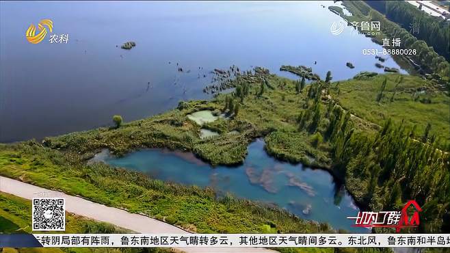 邹城太平国家湿地公园如诗如画，绿树、湖泊、芦苇，共赏好风景