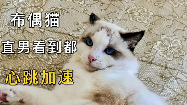 布偶猫，一种直男看到都会心跳加速的猫