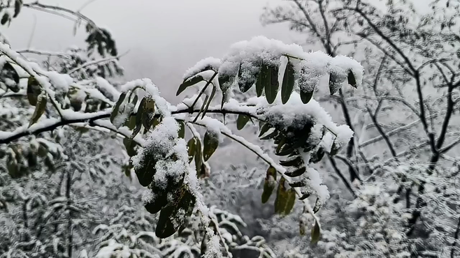 天气进入冬季了下雪了