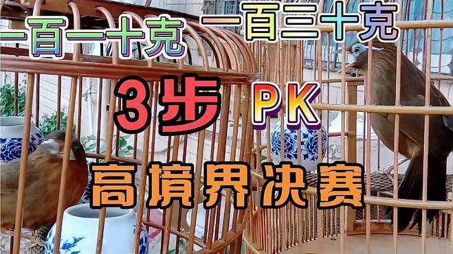 中国最好高境界决赛，3步PK重量级极品画眉鸟，场景观观！