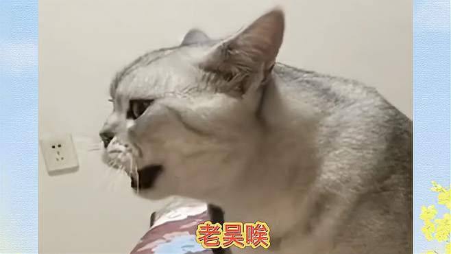 大猪蹄引发主播与粉丝的美食之争，笑料百出！