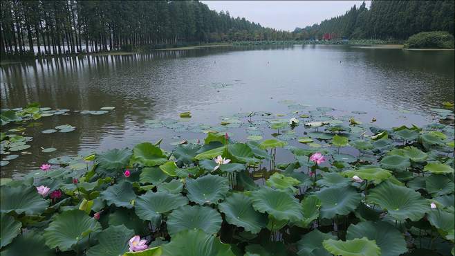 【航拍】湖北仙桃梦里水乡，水杉王国，鸟类的天堂