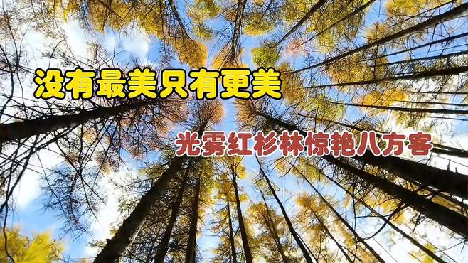 最美！醉美！光雾山红杉林，惊艳八方游客