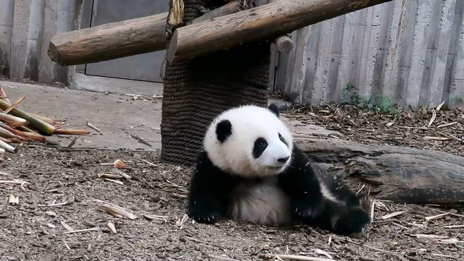 熊猫和花：今天不上班，又是充满希望的一天！——熊猫（205）