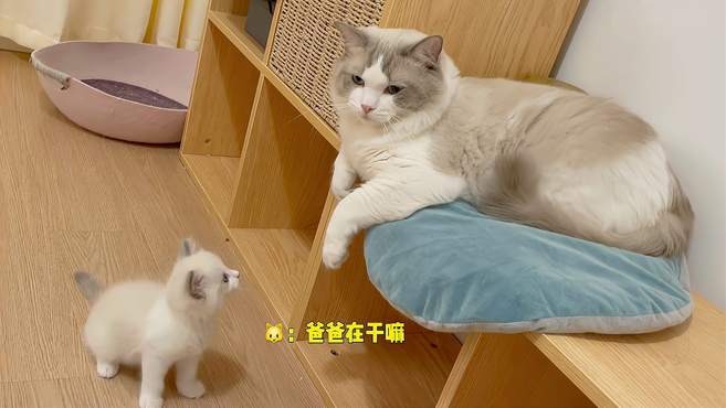 小奶猫胆子真大！完全忘了被公猫打过，还主动去找猫爸爸玩？