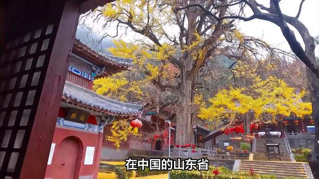 山东藏了一低调古寺，据说是佛教女主道场，香火旺盛，有超多美景