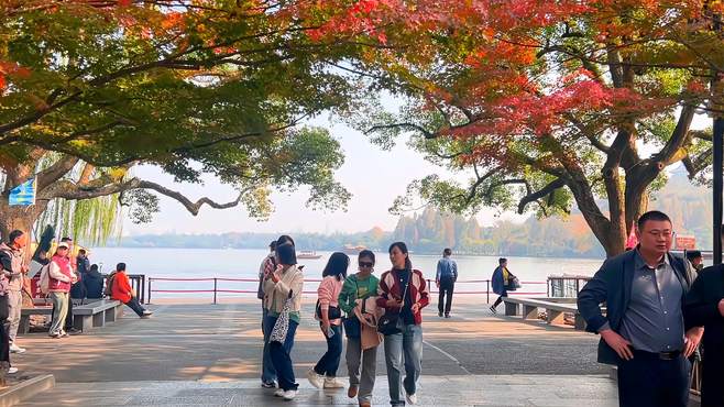 晚秋的浪漫来自枫叶