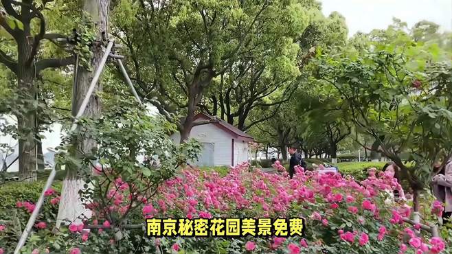 南京“秘密花园”美景免费，吸引无数游客