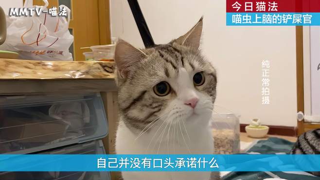 今日猫法，小猫咪骗罐头事件，世风日下，喵性沦丧！