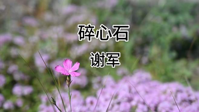 歌曲：碎心石 演唱：谢军