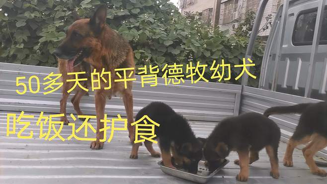 50多天的平背德牧幼犬太能吃了，这个吃相有点难看了