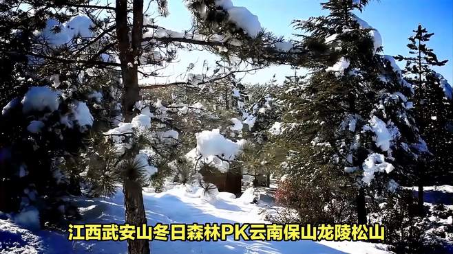 江西武安山冬日森林PK云南保山龙陵松山冬日森林：哪个更幽静？