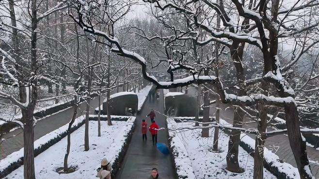 #南京下雪了  #航拍  #梧桐大道  #钟山风景区  南京下雪了就变成了金陵