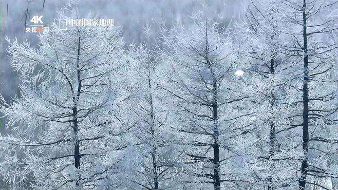 【一条视频看遍大江南北冬日风光】南国风情，浮光叠浪，雾霭微醺，雪柔风轻；北国风光，林海茫茫，雪原寂远，风厉霜飞。今天冬至，4K视频带你从南至北，赏遍冬日美好！戳